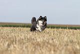 CHIEN FINNOIS DE LAPONIE 624
